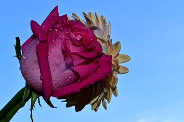 Mavi arka planda renkli çiçekler açar.