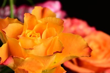 Güneşli yaz gününde bahçede büyüyen güzel güller. 