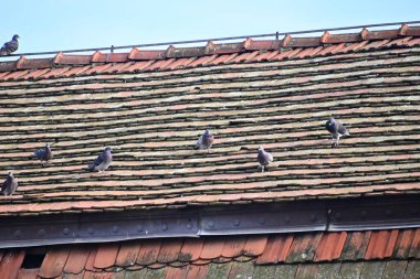 Güzel küçük güvercinler çatıda oturuyor, yakın görüş.  