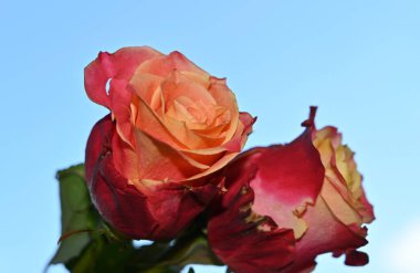 Mavi arka planda renkli güller açar