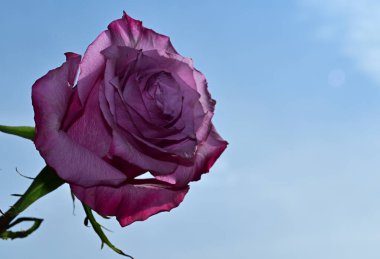 Gökyüzü arka planında güzel bir gül, yaz konsepti, yakın manzara  