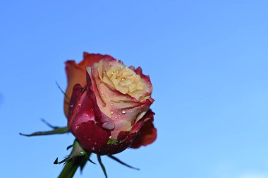 Gökyüzü arka planında güzel bir gül, yaz konsepti, yakın manzara  