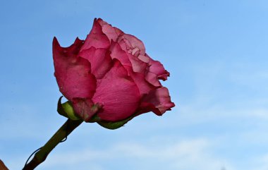 Mavi gökyüzü arka planında parlak çiçekler
