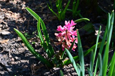 Güneşli yaz gününde bahçede büyüyen güzel sümbül. 