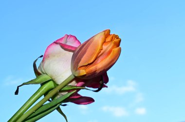 Gökyüzü arka planında güzel gül ve lale çiçekleri, yaz konsepti, yakın manzara  