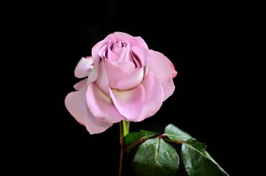 Koyu arkaplanda güzel bir gül, yaz konsepti, yakın görüş  