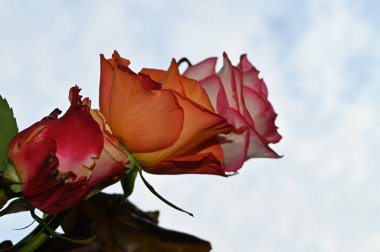 Mavi gökyüzü arka planında renkli güller