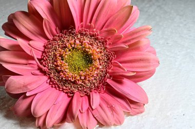 Gerbera çiçeğine yaklaş. 