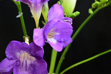 Koyu arkaplanda güzel çiçekler, yaz konsepti, yakın manzara  