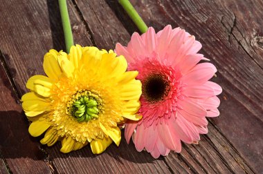 Tahta arka planda güzel Gerbera çiçekleri, yaz konsepti, yakın görüş   