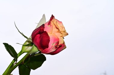 Gökyüzü arka planında güzel gül ve kalla çiçekleri, yaz konsepti, yakın manzara  