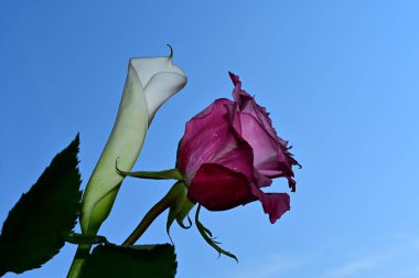 Mavi arka planda güzel çiçekler