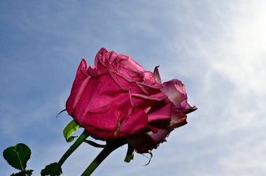 Mavi gökyüzü arka planında yumuşak güller