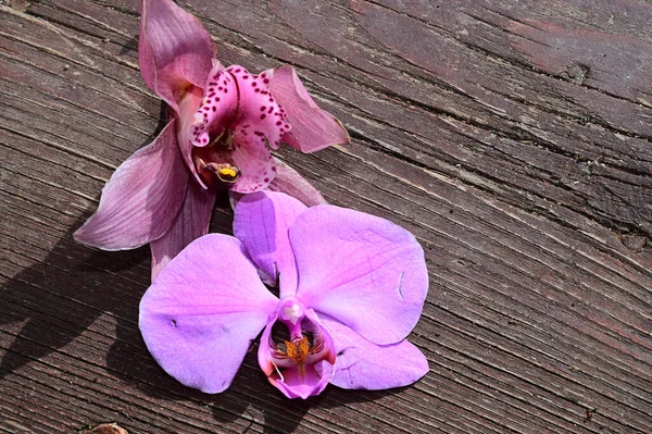 Bellissimi Fiori Orchidea Sfondo Scuro Concetto Estivo Vista Vicino — Foto Stock