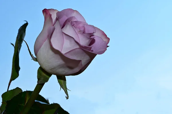 Mooie Roos Bloem Blauwe Hemel Achtergrond — Stockfoto