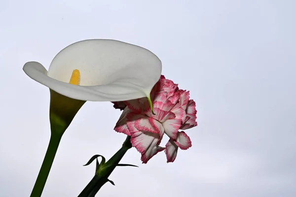 Krásné Karafiáty Calla Květiny Pozadí Oblohy Letní Koncept Zblízka — Stock fotografie