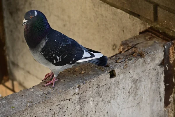 Pequeno Pombo Bonito Sentado Livre Vista Perto — Fotografia de Stock