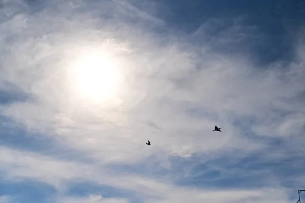 Niedliche Kleine Tauben Fliegen Den Himmel Nahsicht — Stockfoto