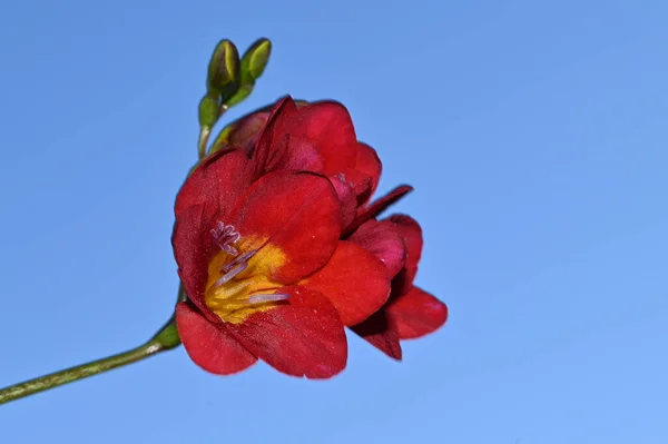 Flores Colores Sobre Fondo Azul Cielo —  Fotos de Stock