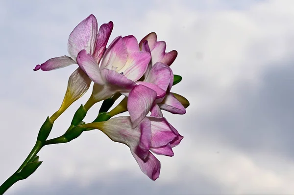 Färgglada Blommor Blomma Blå Himmel Bakgrund — Stockfoto