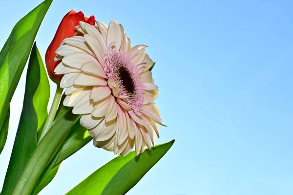 Fleurs Lumineuses Sur Fond Bleu Ciel — Photo