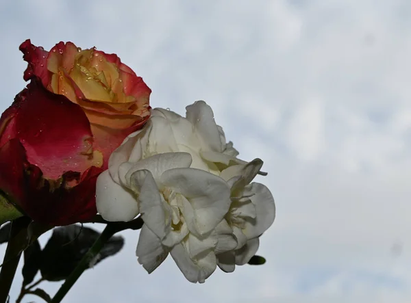 Fleurs Colorées Sur Fond Bleu Ciel — Photo