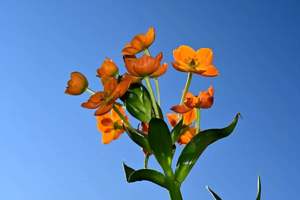 Flores Colores Sobre Fondo Azul Cielo — Foto de Stock