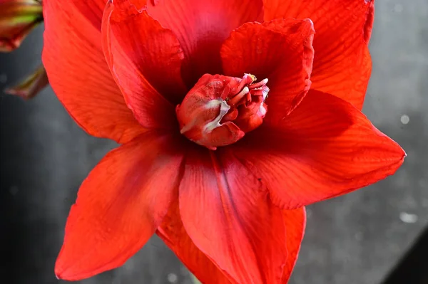 Belas Flores Crescendo Jardim Verão Dia Ensolarado — Fotografia de Stock