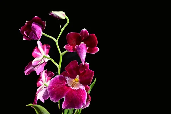 Flores Bonitas Fundo Escuro Conceito Verão Vista Próxima — Fotografia de Stock