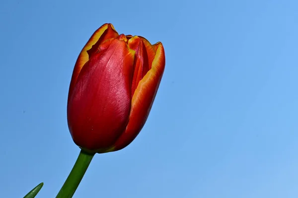 Flor Tulipa Frágil Fundo Céu Azul — Fotografia de Stock