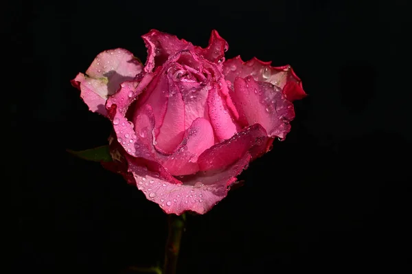 Flores Tiernas Sobre Fondo Negro Cerca — Foto de Stock