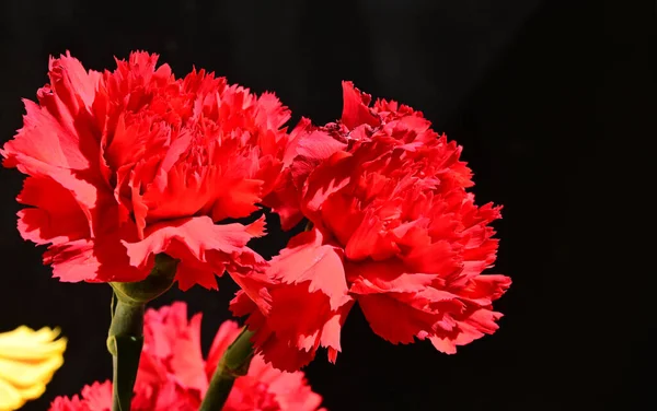 Flores Bonitas Fundo Escuro Conceito Verão Vista Próxima — Fotografia de Stock