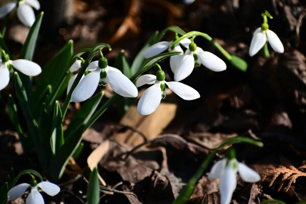 beautiful flowers growing in garden at summer sunny day 