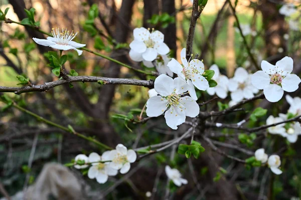 Rami Melo Con Bei Fiori Bianchi Primo Piano Concetto Primavera — Foto Stock