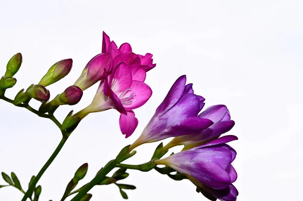 Fantastiska Lila Blommor Blomma Med Gröna Blad — Stockfoto