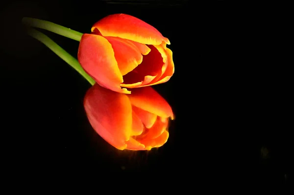 Tender Flowers Black Background Close — Stock Photo, Image