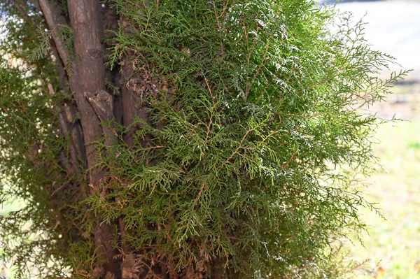 Plantes Vertes Dans Jardin Journée Été — Photo