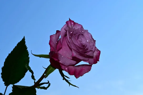 Beautiful Flowers Blue Sky Background — Stock Photo, Image