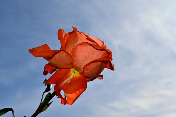 Jemné Růže Modrém Pozadí Oblohy — Stock fotografie