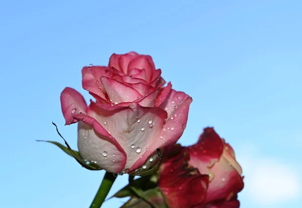 Colorful Roses Blossom Blue Sky Background — Stock Photo, Image