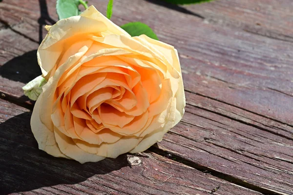 Schöne Rosenblume Auf Holztisch Nahsicht — Stockfoto