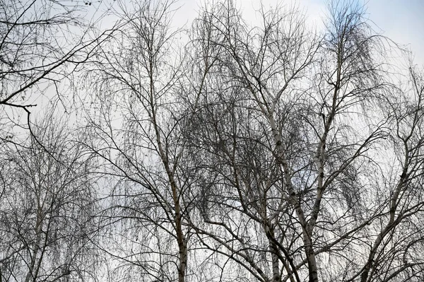 Mavi Bahar Gökyüzünün Arka Planındaki Güzel Çıplak Ağaçların Resimsel Manzarası — Stok fotoğraf