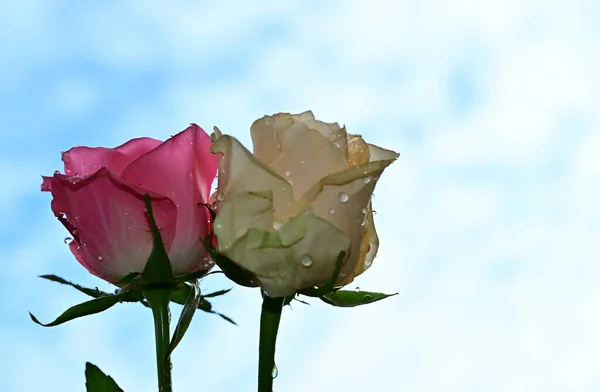 Rosas Brilhantes Fundo Céu Azul — Fotografia de Stock