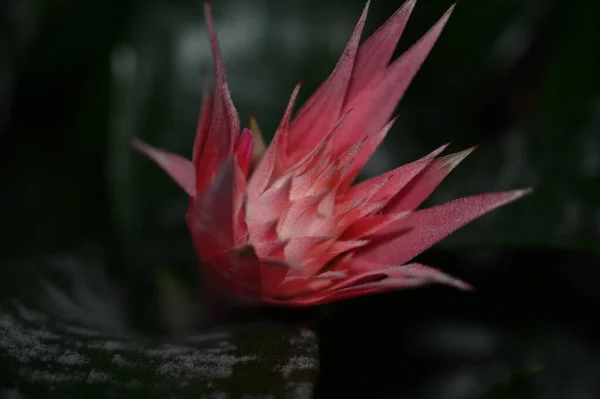 Krásný Květ Tmavém Pozadí Letní Koncept Zblízka — Stock fotografie