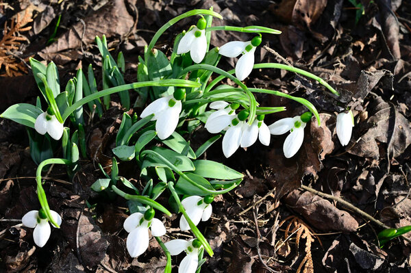 beautiful flowers growing in garden at summer sunny day 