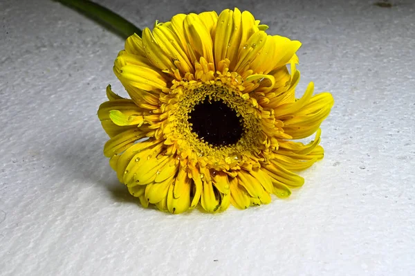 Primo Piano Fiore Gerbera — Foto Stock