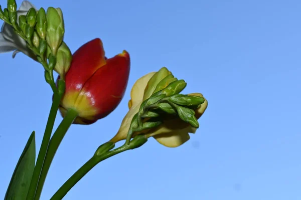 Schöne Blumen Auf Blauem Himmel Hintergrund — Stockfoto
