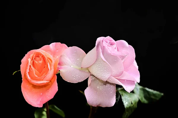 Rosas Bonitas Fundo Escuro Conceito Verão Vista Próxima — Fotografia de Stock