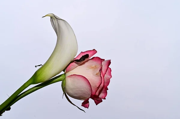 Mooi Boeket Van Bloemen Blauwe Lucht Achtergrond — Stockfoto