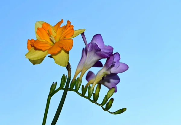 Καταπληκτικά Λουλούδια Ανθίζουν Πράσινα Φύλλα Μπλε Φόντο Του Ουρανού — Φωτογραφία Αρχείου